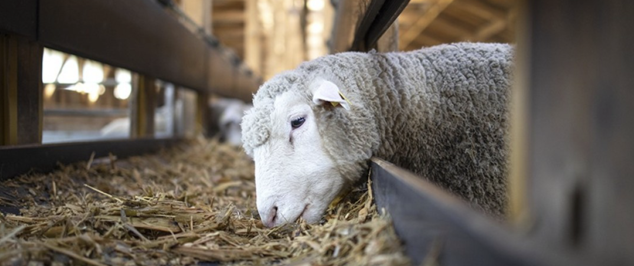 Kurban İbadeti Rehberi